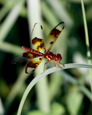 EASTERN AMBERWING DRAGONFLY (Odonata)