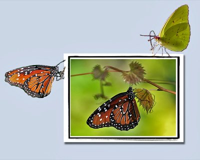 LIBERATED LEPIDOPTERA