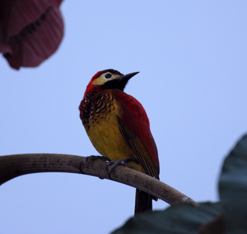 Crimson-mantled Woodpecker