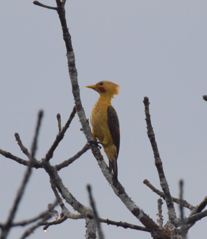 Cream-colored Woodpecker