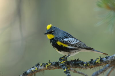 Audubon's Warbler