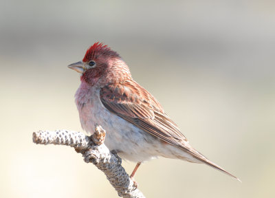 Cassin's Finch