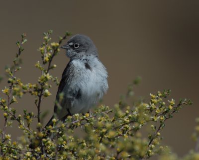 Sage Sparrow