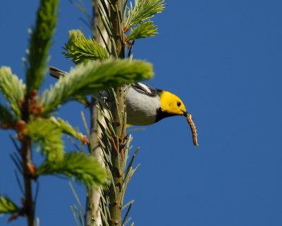 Hermit Warbler