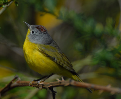 Nashville Warbler