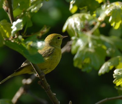 Orange-crowned Warbler