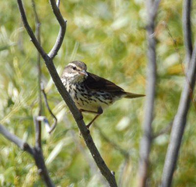 Northern Waterthrush