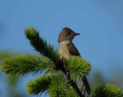 Willow Flycatcher