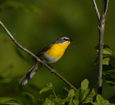 Yellow-breasted Chat