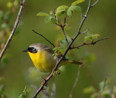 Common Yellowthroat