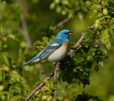 Lazuli Bunting