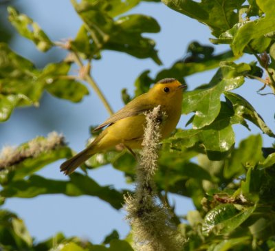 Wilson's Warbler