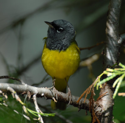 MacGillivary's Warbler