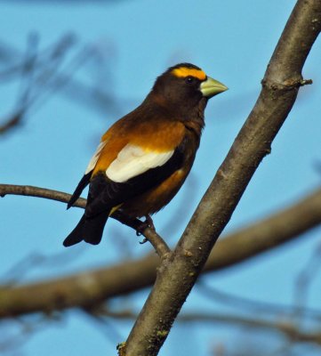 Evening Grosbeak