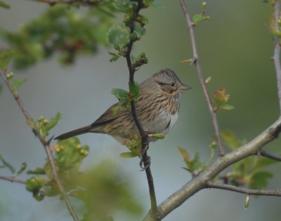 Lincoln's Sparrow