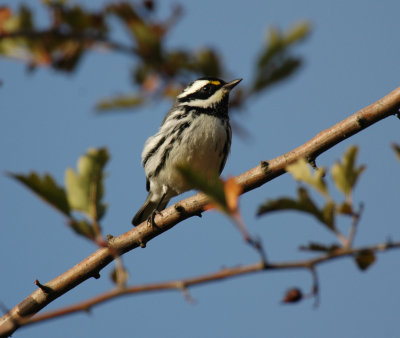 Black-throated Gray Warbler