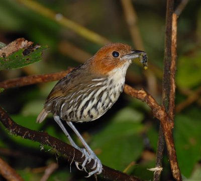 Ecuador Birds