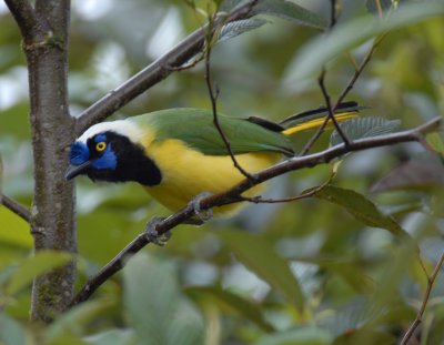 Inca Jay