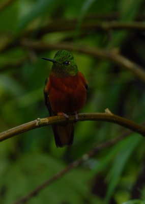 Chestnut-breasted Coronet