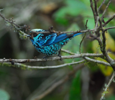 Beryl-spangled Tanager