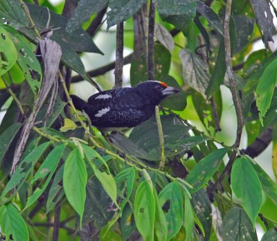 Orange-fronted Barbet