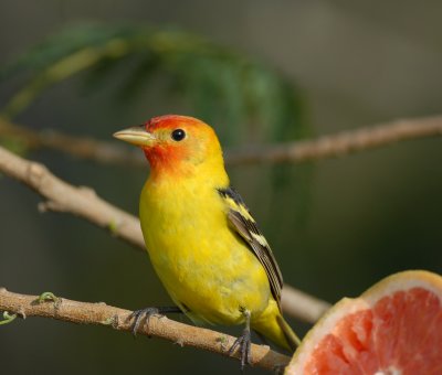 Western Tanager (male)