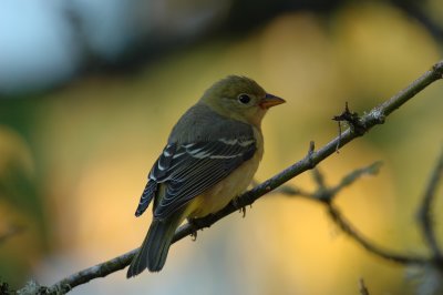 Western Tanager (female)