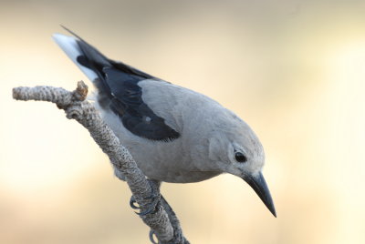 Clark's Nutcracker