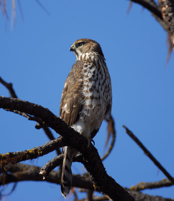 Cooper's Hawk (juvenile)