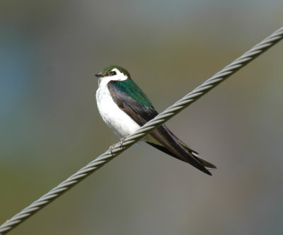 Violet-green Swallow