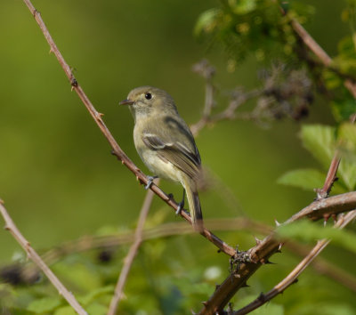 Hutton's Vireo