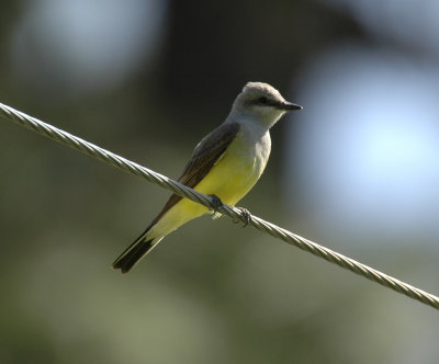 Western Kingbird