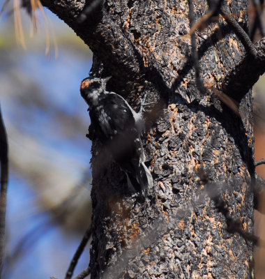 3-toed Woodpecker