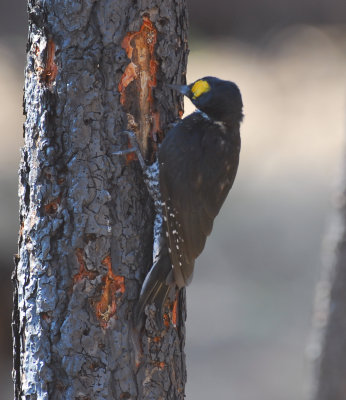 Black-backed Woodpecker