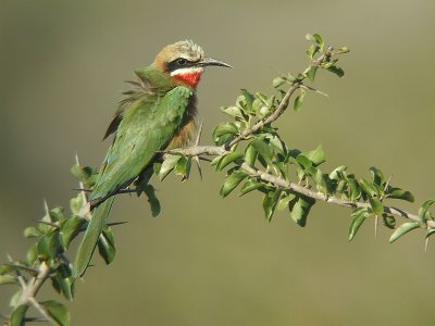 Birds in South-Africa