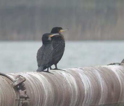 Grote Aalscholver / Great Cormorant