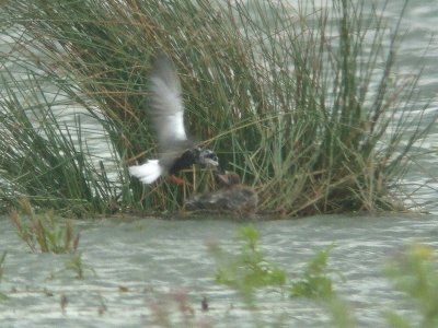 Witvleugelstern / White-winged Tern