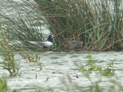 Witvleugelstern / White-winged Tern