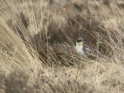 Kuifkoekoek / Great Spotter Cuckoo
