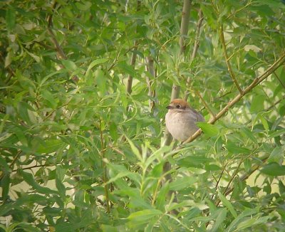 Roodkopklauwier / Woodchat Shrike