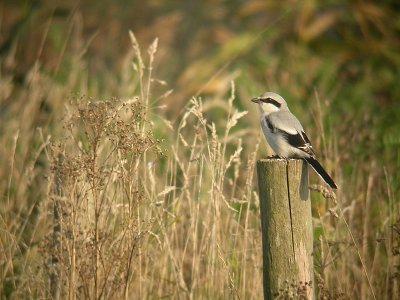 Klapekster / Great Grey Shrike