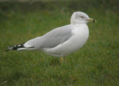 Ringsnavelmeeuw / Ring-billed Gull