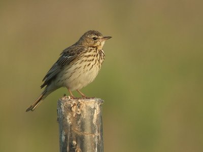 Boompieper / Tree Pipit