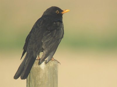 Merel / Blackbird