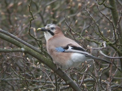 Gaai / Eurasian Jay