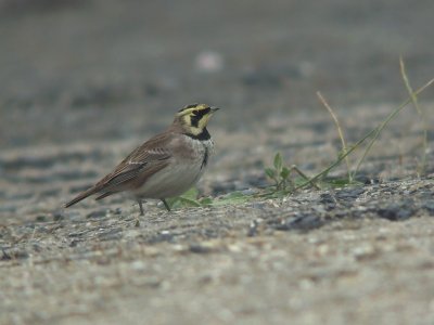 Strandleeuwerik / Horned Lark