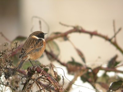 Roodborsttapuit / Stonechat