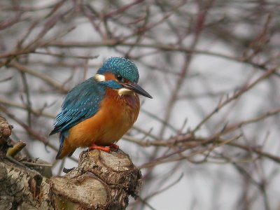 IJsvogel / Kingfisher