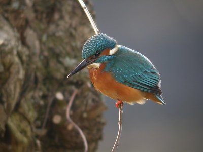IJsvogel / Kingfisher