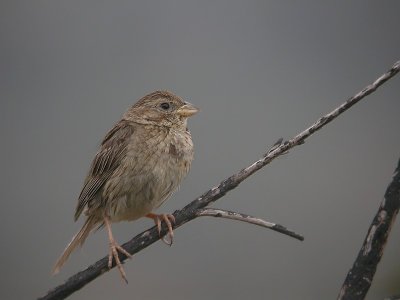 Grauwe gors / Corn Bunting